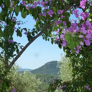 L'origane , L'Escarene France